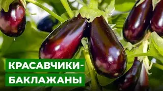 ВЫСАДКА РАССАДЫ БАКЛАЖАНОВ В ТЕПЛИЦУ 🍆