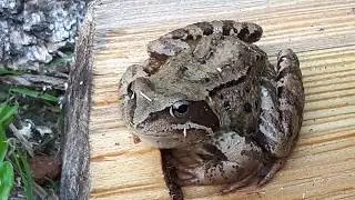 Sammakko / Viitasammakko (Rana arvalis) / Frog