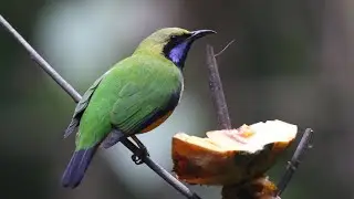 Orange-bellied Leafbird Call | Chloropsis hardwickii