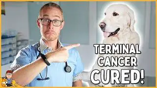 How I cured a dog's DEADLY cancer