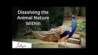 Dissolving the Animal Nature Within   International Day Of Yoga