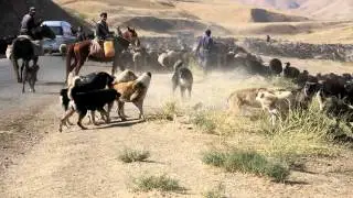 A dogfight between Tajik shepherd dogs from two different flocks