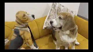 How sweetly Leo is looking at his doppelgänger | Leo The Beagle