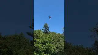 Blue Angels flying low over Mercer Island during practice run. 