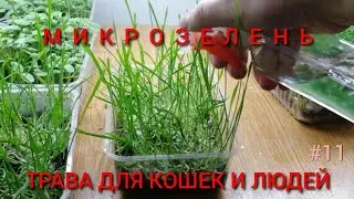 ТРАВА ДЛЯ КОШЕК И ДЛЯ ЛЮДЕЙ #11