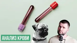 Плохой анализ крови у собаки или кота? Не спеши расстраиваться!