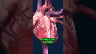 Journey Inside the Heart!