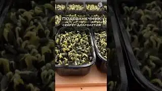 Микрозелень Витграсс Подсолнечник