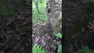 Середнево лес. 29.08.7528г.