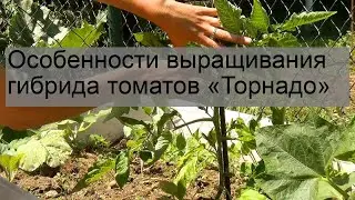 Особенности выращивания гибрида томатов «Торнадо»