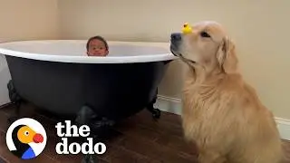 Golden Retriever "Funcle" Gets The Best Promotion | The Dodo