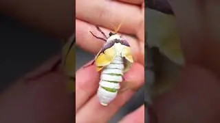 A moth's legendary transformation...