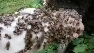 Страшные среднерусские пчёлы!
