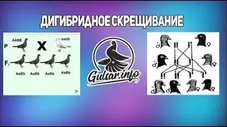 ДИГИБРИДНОЕ СКРЕЩИВАНИЕ ГОЛУБЕИ / PIGEONS / TAUBE 