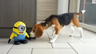 Minion Pranks Cute Puppy