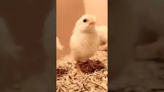 Малыш цып,цып🥚🐣🐥@Olgaseliger