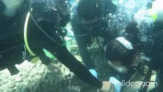 Coral Replanting Program and Coral Reef Monitoring Program