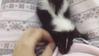 i loved my mornings with baby skunk Dusty . She even didn't know how cute she is.