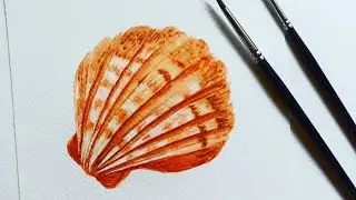 Sea shell watercolour painting