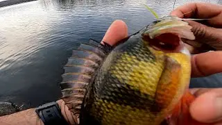 Late Late Fall - BIG Golden Yellow Perch - Freshwater Fly Fishing the Clouser