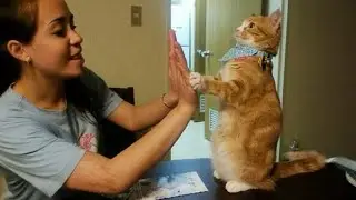 You’ll Be Amazed at How Sweet Cats Can Be! 🐾💖