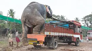 Why These Villagers Decided to Transport Gigantic Elephants by Truck