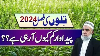 Why production of Sesame crop has dropped so much in 2024? || Crop Reformer