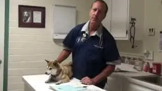 Dog Coughing From Allergies