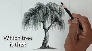 A tree drawing sketch by pencil with easy ways.