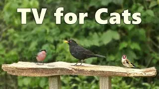 Cat TV Videos for Cats to Watch ~ Birds in A Cornish Garden ⭐ 8 Hours ⭐