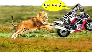 इन जानवरों ने जो किया उसे देखकर आपके भी होश उड़ जायेंगे|Rare Animal Moments Caught On Camera Part-133