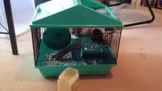 How To Quiet Down A Squeaky Hamster Gerbil Or Mouse Running Wheel