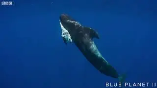 Mother pilot whale grieves over her dead calf  - The Blue Planet II: Episode 4 preview - BBC One