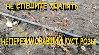 Не спешите удалять погибший куст розы после зимы из сада.