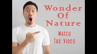 Balancing Rock | Wonder of nature | Amazing rock #Shorts