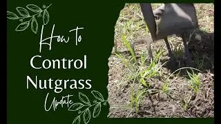 How to control nutgrass - update