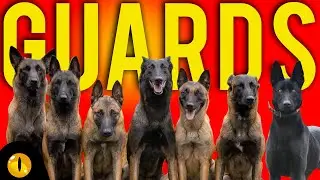 TOP 10 DOGS FOR PROTECTION