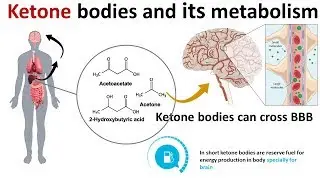 ketone bodies and its metabolism