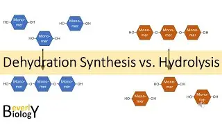 Dehydration Synthesis vs Hydrolysis