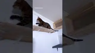 Cat Wall Running 60 seconds 💨 