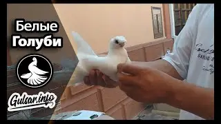 БЕЛЫЕ ДВУХЧУБЫЕ ГОЛУБИ / PIGEONS / TAUBE #Gulsarinfo©