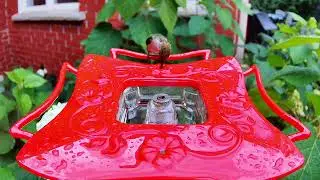 Hummingbird Visit on a Rainy Day