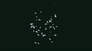 ВИДЕО-МАСКА  *ФЛЮИДЫ*