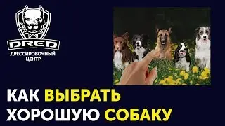 Совет по покупке собаки  | Как купить щенка и не ошибится