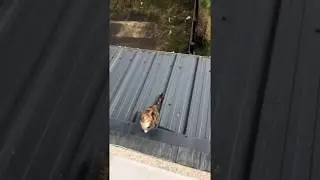 Cat jumping from Shed to upstairs window