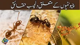 Interesting Facts about Ants | Facts in Hindi/Urdu | Nuktaa