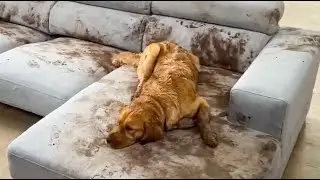 😺 Собаки следят за порядком! 🐕 Смешное видео с собаками, кошками и котятами! 😸