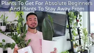 3 Easy Indoor Plants for Absolute Beginners and 3 Difficult Plants to Stay Away From