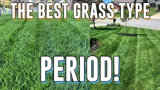 Why TALL FESCUE is the BEST Grass... PERIOD! Seeding New Lawn