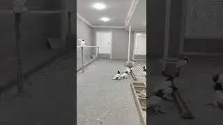 Голуби Ташкент Узбекистан 🇺🇿